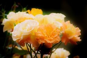 orange roses in bright lighting close-up