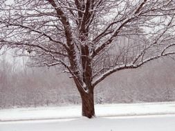 Trees in snowy weather