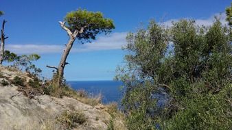 tree on a cliff