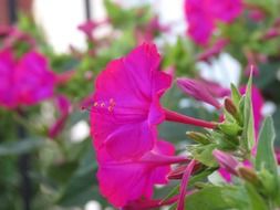magenta garden flowers
