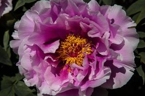 purple white lush flower