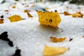 macro photo of yellow leaves in the snow