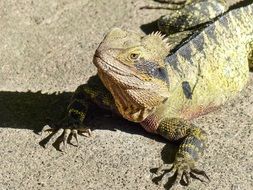 lizard on a tropical island close-up