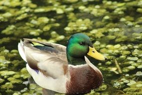 duck swims in a flowering pond