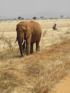 wild elephant in Kenya