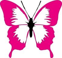 drawing of a butterfly with pink wings