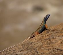 colorful male flat lizard on stone close-up on blurred background