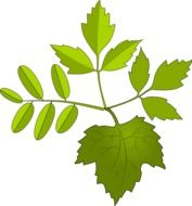 drawing of green foliage from various trees