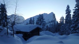 snow winter forest at dusk