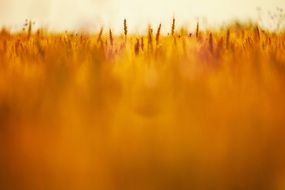 landscape of blurred wheat field