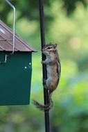 squirrel on a branch near the feeders