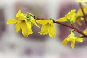 Yellow forsythia flowers on tree in spring