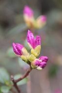 bush with pink flower buds