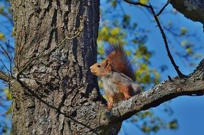 squirrel on a bare tree branch