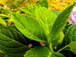 magnificent leaves green