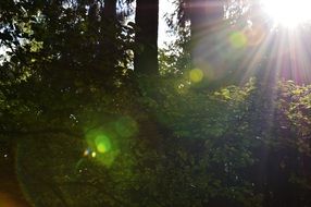 the morning sun in the forest