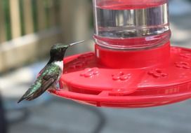 Hummingbirds at the Red Bird Feeder