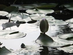 lotus bloom on the pond in black and white