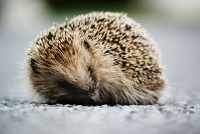 hedgehog curled into a ball