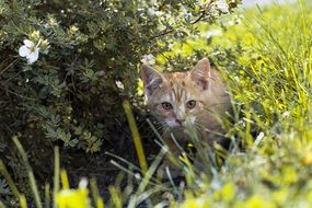 cat kitten nature redhead grass