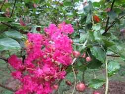 nice pink flowers in the garden