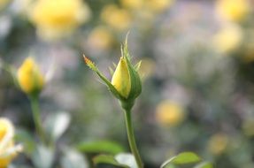 Yellow rose bud blossomes in spring