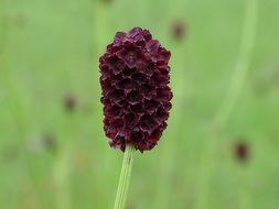unusual black flower in the meadow