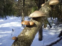 Big mushrooms on a tree