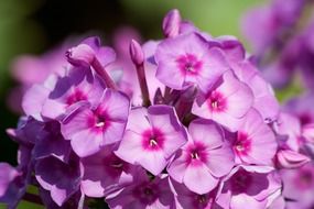 purple phlox in the garden