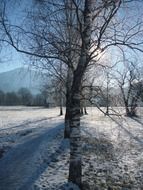 Wintry park