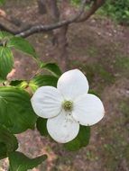 white flower with four petals