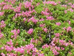 Pink ciliated alpenrose