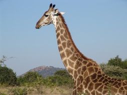 spotted giraffe in hot Africa