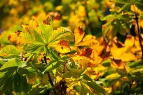 withering autumn grass