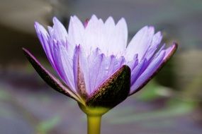 light blue water lily