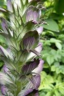 acanthus close up on a blurred background