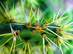 yellow long spines on a cactus