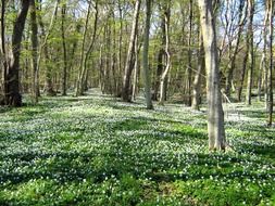 green forest in denmark