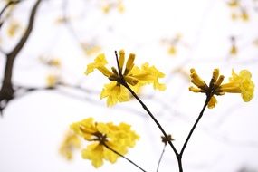 tree with yellow flowers in spring