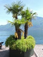 Palm near the lake