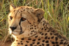 Beautiful cheetah in grass in Namibia