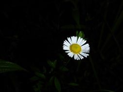white asteracea flower at dark background