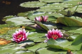 striking water lily