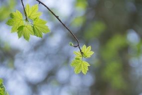 new shoots of the maple leaf