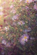 Natural summer flowers close-up on blurred background