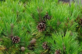 conifer pine cones