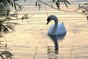 white swan on the water behind tree branches