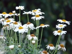 white daisies on a background of green plants