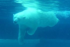 Polar bear is swimming in the water