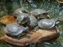 Turtles on the stone near the pond